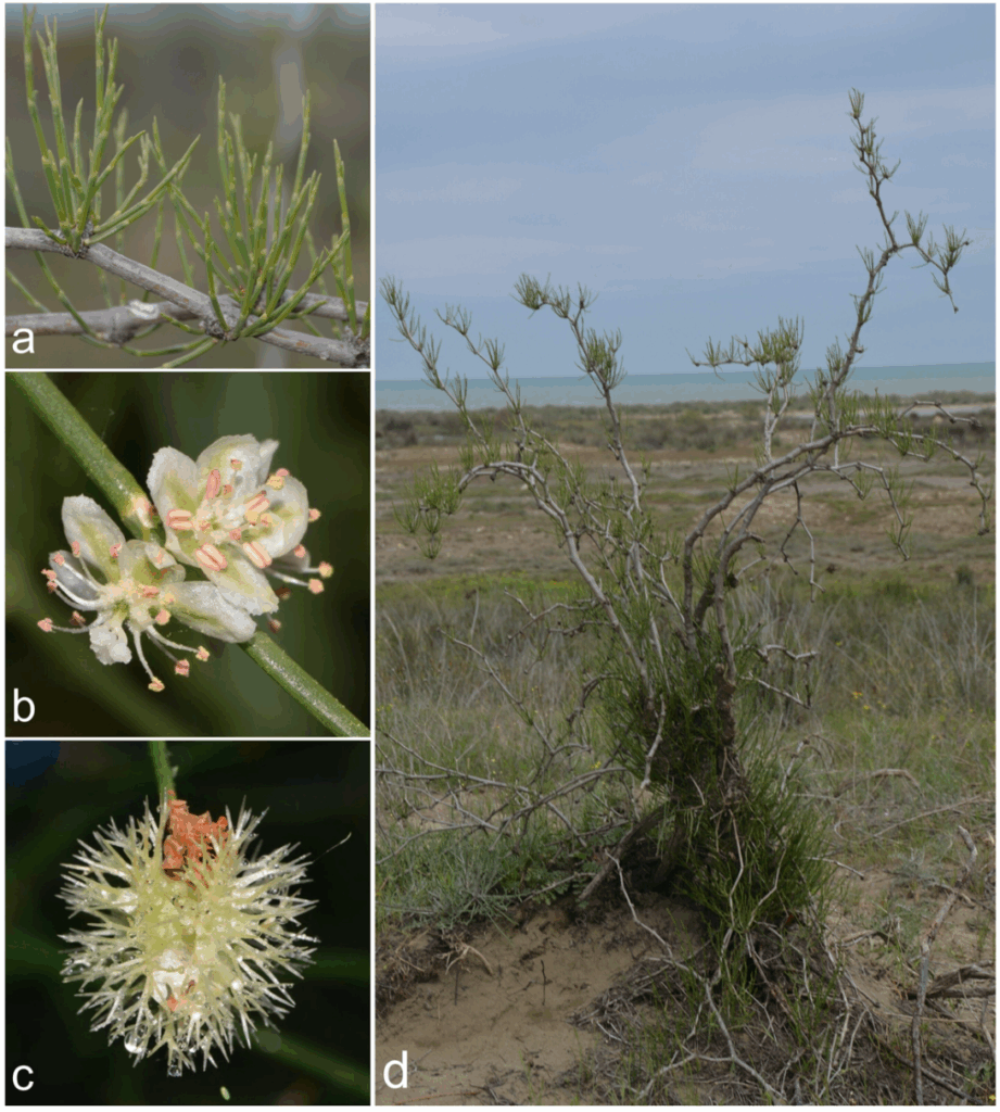 „Calligonum bakuense; Kurztriebe (a), Blüten (b), Frucht (c) und Pflanze am natürlichen Standort (d). Fotos G. Parolly