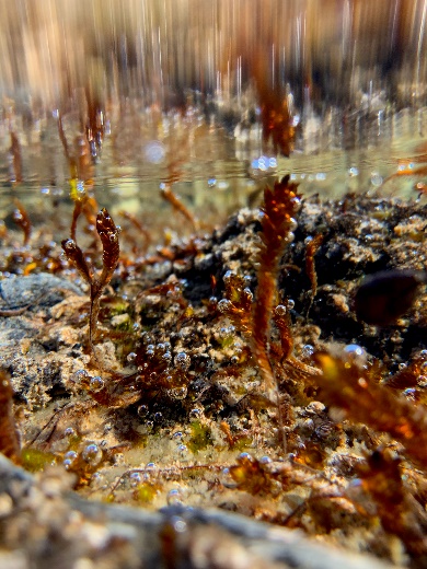 Biofilm im Flachwasser eines Sees auf der Insel Blomstrandhalvøya im Kongsfjord auf Spitzbergen. Die Luftblasen verraten die starke Sauerstoffproduktion des Biofilms, welcher zum Großteil aus Diatomeen besteht. Foto: Dr. Neela Enke